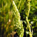 45. Sphenopholis obtusata
PRAIRIE WEDGE GRASS (2)