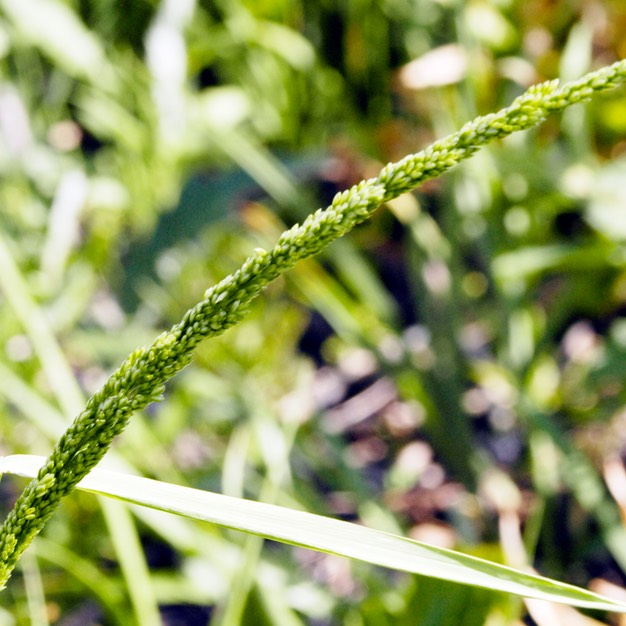 46. Sphenopholis obtusata
PRAIRIE WEDGE GRASS (3)