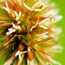 48. Juncus torreyi TORREY'S RUSH (1)