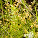 49. Juncus torreyi
TORREY’S RUSH (2)