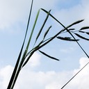 51. Spartina pectinata
PRAIRIE CORD GRASS (2)