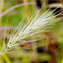 53. Elymus canadensis
CANADA WILD RYE (2)