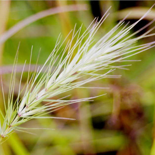 53. Elymus canadensis
CANADA WILD RYE (2)