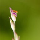 54. Panicum virgatum SWITCH GRASS