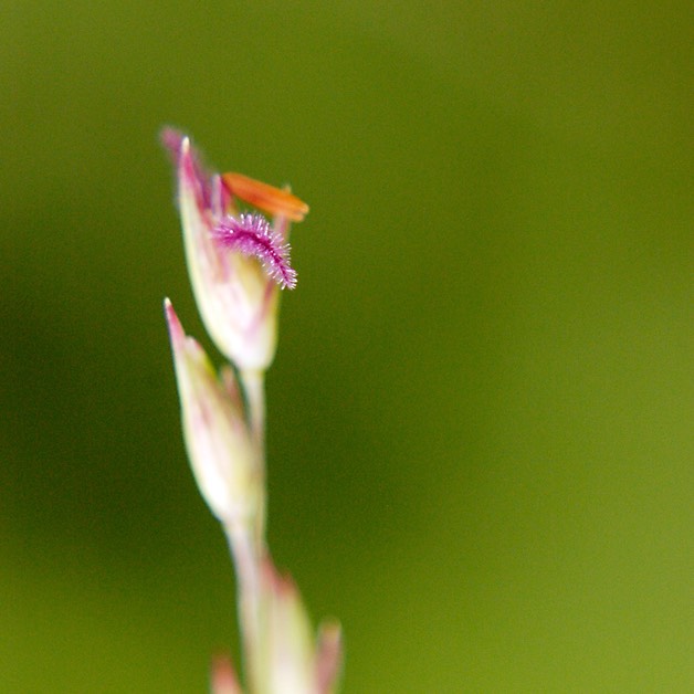 54. Panicum virgatum SWITCH GRASS