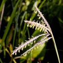 57. Andropogon gerardii
BIG BLUESTEM GRASS