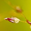 59. Sporobolus heterolepis PRAIRIE DROPSEED