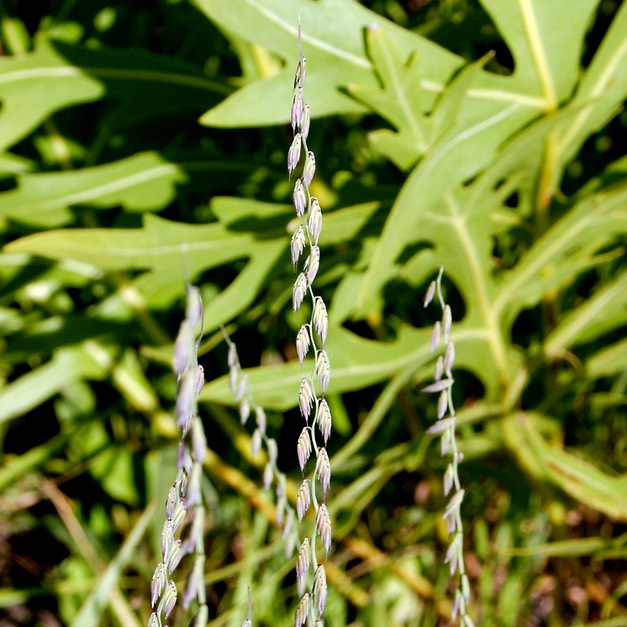 60. Bouteloua curtipendula
SIDE-OATS GRAMA GRASS