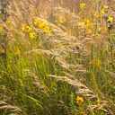 62. Sorghastrum nutans INDIAN GRASS (2)