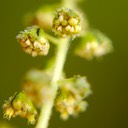 Ambrosia trifida GIANT RAGWEED DSC6366B