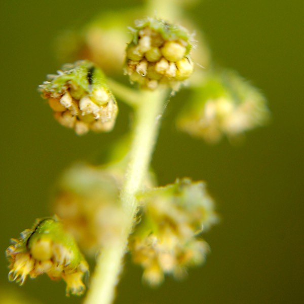 Ambrosia trifida GIANT RAGWEED DSC6366B