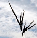 Andropogon gerardii BIG BLUESTEM GRASS