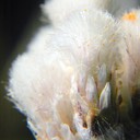 Antennaria neglecta CAT'S FOOT