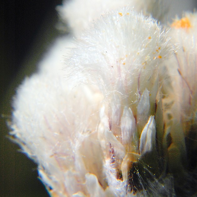 Antennaria neglecta CAT'S FOOT