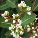 Apocynum sibiricum PRAIRIE INDIAN HEMP