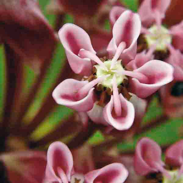 Asclepias sullivantii PRAIRIE MILKWEED.DSC 3182.059-2