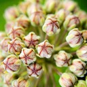 Asclepias syriaca COMMON MILKWEED (1)