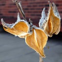 Asclepias syriaca COMMON MILKWEED (2)