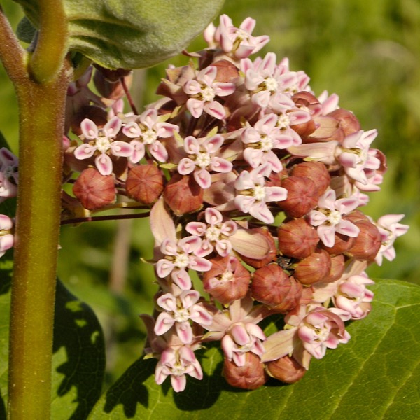 Asclepias syriaca COMMON MILKWEED DSC1085-11-1A