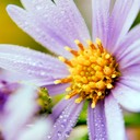 Aster azureus SKY-BLUE ASTER DSC7413-28