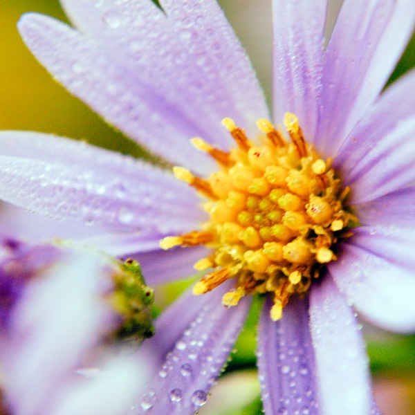 Aster azureus SKY-BLUE ASTER DSC7413-28