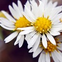 Aster ericoides HEATH ASTER DSC8361-11
