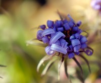 Aster novae-angliae NEW ENGLAND ASTER