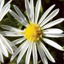 Aster pilosus HAIRY ASTER