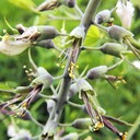 Baptisia leucophaea CREAM WILD INDIGO
