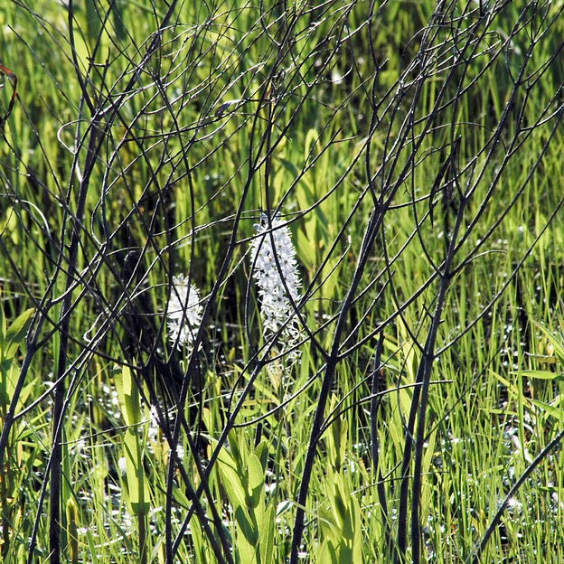 Camassia scilloides WILD HYACINTH.DSC_2816-69