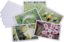 card set #2 flat spread