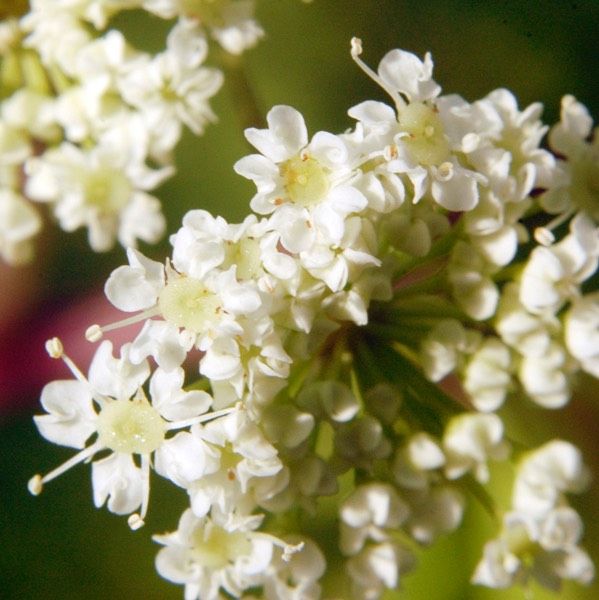 Cicuta maculata WATER HEMLOCK  DSC3543-6