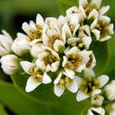 Comandra umbellata FALSE TOADFLAX