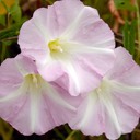 Convolvulus sepium HEDGE BINDWEED DSC4201-6
