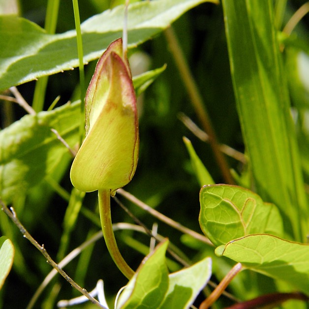 Convolvulus sepium HEDGE BINDWEED copy