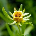 Coreopsis palmata PRAIRIE COREOPSIS
