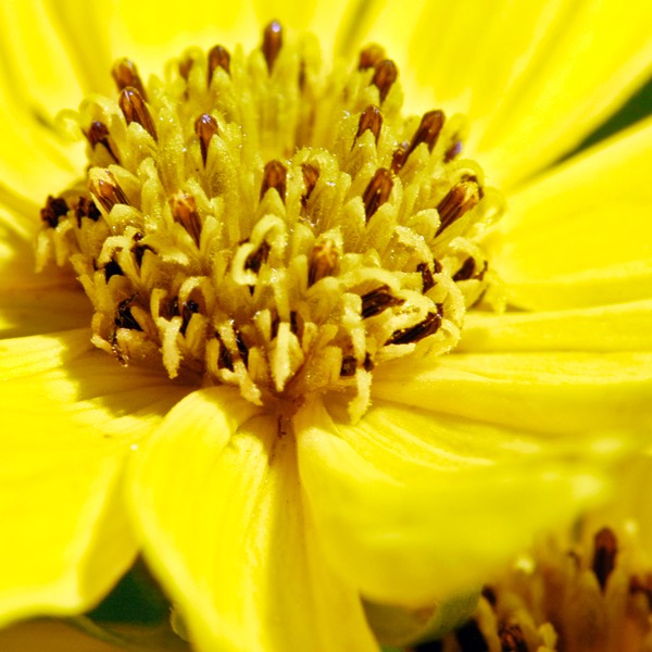 Coreopsis palmata PRAIRIE COREOPSIS DSC9979-50-1