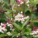 Cornus racemosa GRAY DOGWOOD_DSC2709