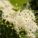 Cornus racemosa GRAY DOGWOOD