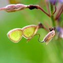 Desmodium canadense SHOWY TICK TREFOIL