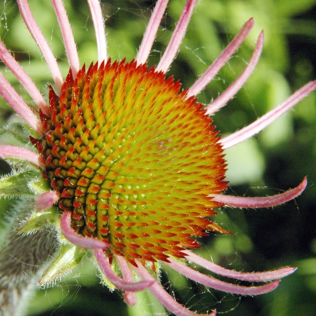 Echinacea pallida PALE PURPLE CONEFLOWER