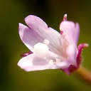 Epilobium coloratum CINNAMON WILLOW HERB DSC8698-29