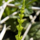 Equisetum arvense HORSETAIL DSC5708-1