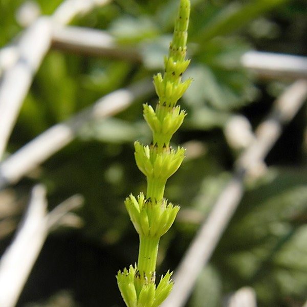 Equisetum arvense HORSETAIL DSC5708-1