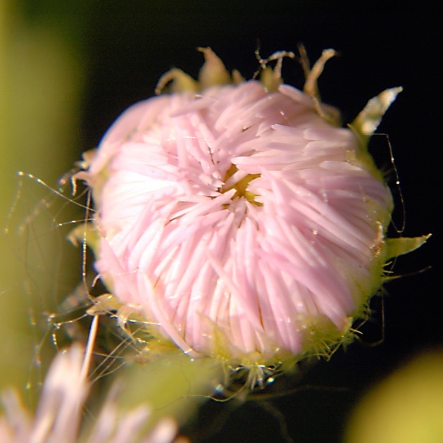 Erigeron philadelphicus PHILADELPHIA FLEABANE