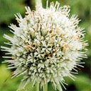 Eryngium yuccifolium RATTLESNAKE MASTER