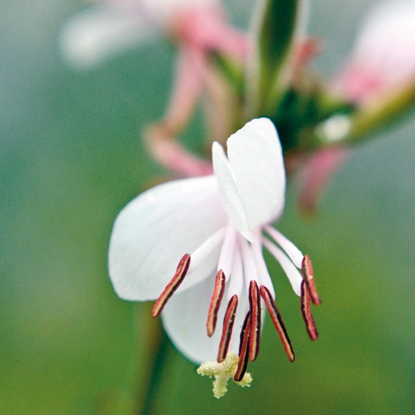 Gaura biennis BIENNIAL GAURA DSC3536-9-2