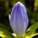 Gentiana andrewsii BOTTLE GENTIAN DSC0654.213