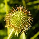 Geum laciniatum trichocarpum ROUGH AVENS
