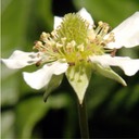 Geum laciniatum trichocarpum ROUGH AVENS